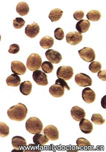 ������SemenImpatientis/������ Semen Impatientis 