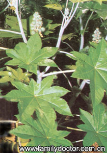 ������SemenRicini/������ Semen Ricini 