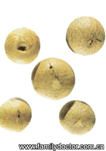 ����SemenArecae/�� �� Semen Arecae 