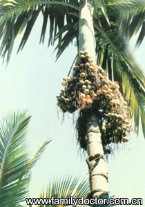 ����SemenArecae/�� �� Semen Arecae 