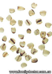 ޲����SemenCoicis/޲���� Semen Coicis 