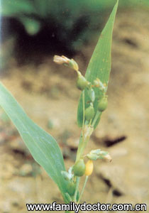 ޲����SemenCoicis/޲���� Semen Coicis 