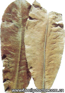 ʯ��ҶFoliumPhotiniae/ʯ��Ҷ Folium Photiniae 