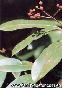 ʯ��ҶFoliumPhotiniae/ʯ��Ҷ Folium Photiniae 