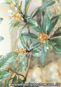 ����ҶFoliumEriobotryae/����Ҷ Folium Eriobotryae 