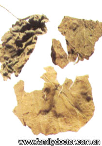 ����ͩҶFoliumClerodendriTrichotomi/����ͩҶ Folium Clerodendri Trichotomi 