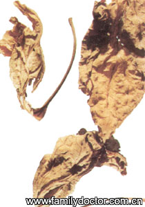 ����ҶFoliumPerillae/����Ҷ Folium Perillae 