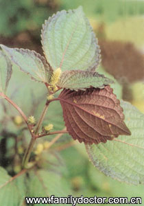 ����ҶFoliumPerillae/����Ҷ Folium Perillae 