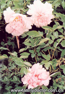 ĵ��ƤCortexMoutan/ĵ��Ƥ Cortex Moutan 