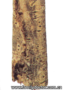 ����CortexMagnoliaeOfficinalis/�� �� Cortex Magnoliae Officinalis 