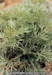 ���HerbaArtemisiaeScopariae/�� �� Herba Artemisiae Scopariae 