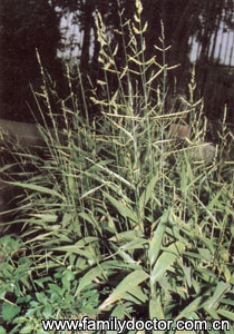 ����ҶHerbaLophatheri/����Ҷ Herba Lophatheri 