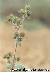 �gݲ��HerbaSiegesbeckiae/�gݲ�� Herba Siegesbeckiae 