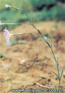 ����LilacPinkHerb/�� �� Lilac Pink Herb 