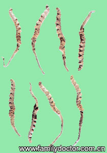 �����Ĳ�Cordyceps/�����Ĳ� Cordyceps 
