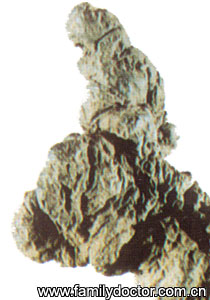 ����Polyporus/�� �� Polyporus 