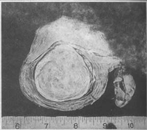 �ӹ�����