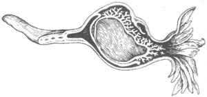 ���ѹ�����