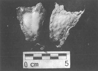 ���ѹ�����