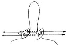 ������͹