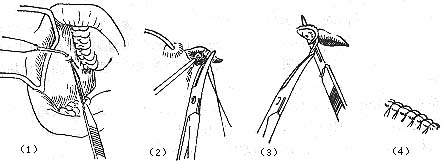 ���Ի�ŧ��������