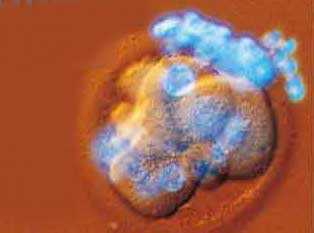 ������ѧ���״γɹ���¡������̥(ͼ)