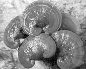 Эͬ������������֢����������ٴ��۲�//