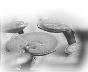 Эͬ������������֢����������ٴ��۲�//