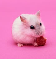 �Կ�ѧ�Ҵ�����������̴���ת����С��(ͼ)//