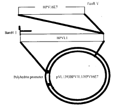 ����ͷ״������16��E7��ԭ|����������|ϸ������T�ܰ�ϸ��/��HPV16E7��Ƕ����VLPs����ϸ���ܽⷴӦ//