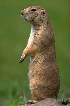 �ﶻ����Ϯ�����������Ϊ������//