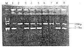 t904.gif (8714 bytes)