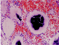 t5805.gif (16942 bytes)