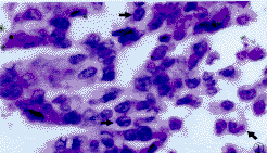 t6203.gif (9865 bytes)