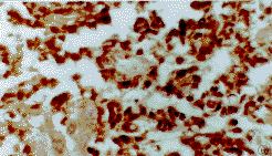 t6208.gif (12538 bytes)