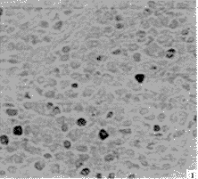 165-t1.gif (9448 bytes)