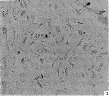 165-t2.gif (10747 bytes)