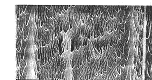 t614-1.gif (14716 bytes)