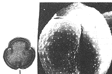 t619-1.gif (6475 bytes)