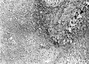 206-01.gif (21989 bytes)