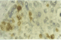 t23101.gif (11758 bytes)