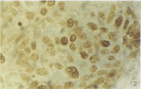 t23102.gif (13155 bytes)