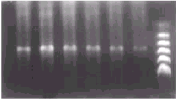 t15501.gif (7846 bytes)