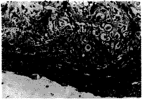 t358.gif (7641 bytes)