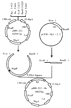 29-2.gif (9208 bytes)