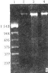 142-1.gif (9860 bytes)