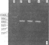 165-1.gif (9516 bytes)