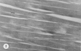 103.gif (10729 bytes)