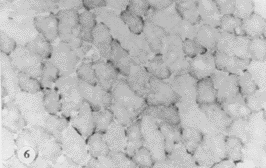 104-2.gif (11127 bytes)