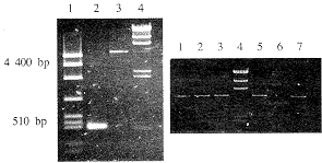 t227.gif (7790 bytes)